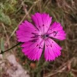 Dianthus carthusianorumFlower