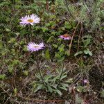 Erigeron multiradiatus Hábito