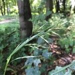 Festuca gigantea Flor