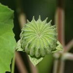 Abutilon indicum Vrucht