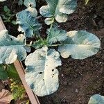 Brassica oleracea Лист