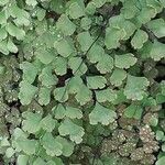 Adiantum capillus-veneris Hoja