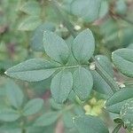 Chrysojasminum fruticans Leaf