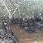 Laguncularia racemosa Hábito