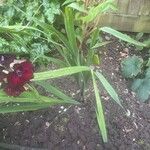 Gladiolus communis Feuille