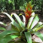 Tillandsia heliconioides autre