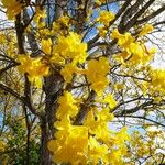 Handroanthus serratifolius Žiedas