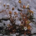 Saxifraga adscendens Habitat