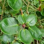 Rhododendron thomsonii Blad