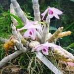 Dendrobium anosmum Blomma