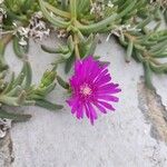 Delosperma cooperiफूल