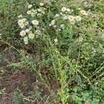 Erigeron annuusŽiedas