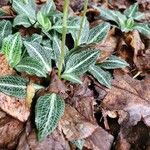 Goodyera pubescens Blatt