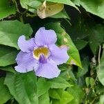 Thunbergia grandiflora Levél