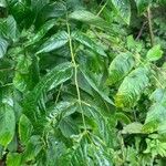 Fraxinus nigra Feuille