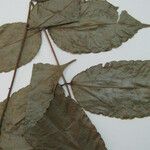Zanthoxylum acuminatum Otro