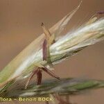 Cymbopogon schoenanthus