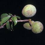 Sterculia pruriens Fruit