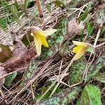 Erythronium americanum List