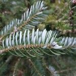 Abies koreana Liść