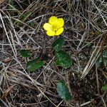 Ranunculus peruvianus Celota