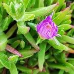 Carpobrotus acinaciformisFlower