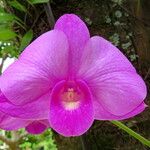 Dendrobium bigibbum Flower