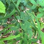 Cytisus nigricans Leaf