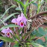 Cattleya trianae 花