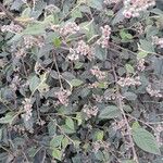 Cotoneaster franchetii Tervik taim