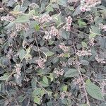 Cotoneaster franchetii Habitat