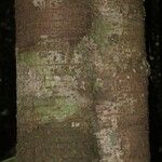Inga marginata Bark