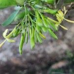 Pavetta gardeniifolia പുഷ്പം