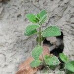 Antirrhinum molle Hoja