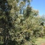 Acacia heterophylla Облик