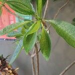 Plumeria alba Blad