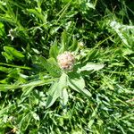 Centaurea decipiens Flor