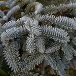 Abies procera Leaf