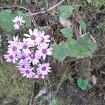 Pericallis papyracea Floro