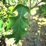 Montanoa hibiscifolia Frunză