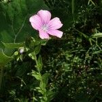 Linum viscosum Fiore