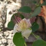 Capparis spinosaFlower