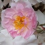 Rosa moschata फूल
