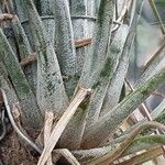 Tillandsia juncea 葉