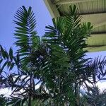 Ptychosperma macarthurii Hoja