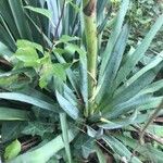 Yucca pallida Hoja