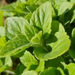 Mentha arvensis 葉