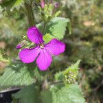 Lunaria annuaFlower