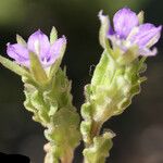 Legousia hybrida Habit