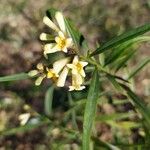 Freylinia lanceolata 花
